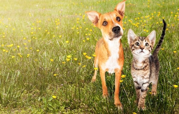 Contrôle des puces et des tiques dans la cour |  Chien de contrôle, puces de chat