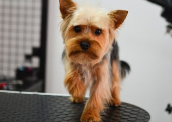 Effondrement de la trachée chez le chien: tout ce que vous devez savoir