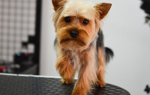 Effondrement de la trachée chez le chien: tout ce que vous devez savoir