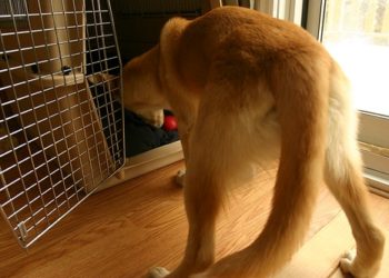 Formation de chenil portatif positif canin