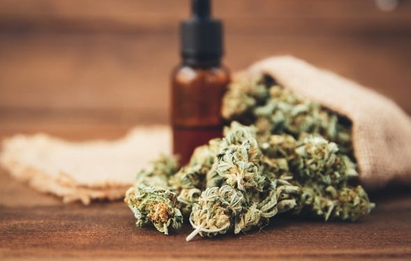 Huile de cannabis pour chiens: tout ce que vous devez savoir