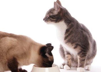 Importance des antioxydants dans les aliments pour animaux de compagnie