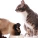 Importance des antioxydants dans les aliments pour animaux de compagnie