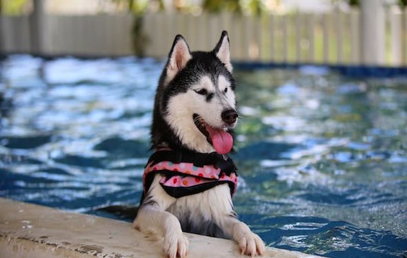 Le chlore dans les piscines: est-il sans danger pour les animaux de compagnie?