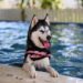 Le chlore dans les piscines: est-il sans danger pour les animaux de compagnie?