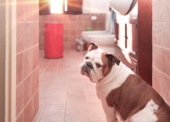L’eau des toilettes est-elle potable pour les animaux domestiques?