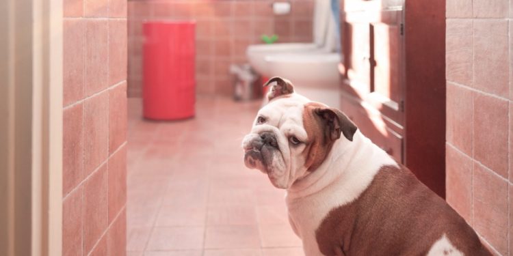 L’eau des toilettes est-elle potable pour les animaux domestiques?