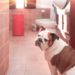 L’eau des toilettes est-elle potable pour les animaux domestiques?