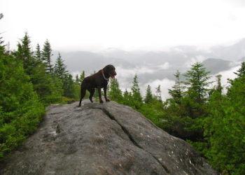 Les animaux domestiques peuvent-ils avoir le mal d’altitude?  |  Symptômes du mal d’altitude chez les animaux de compagnie