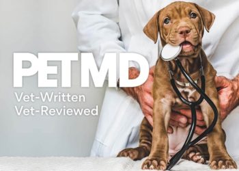 Les glucides: la clé d’une nourriture équilibrée pour chiens