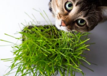 L’herbe à chat est-elle un médicament pour les chats?