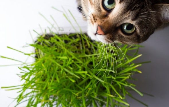 L’herbe à chat est-elle un médicament pour les chats?
