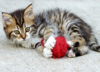 Mon chaton est-il trop hyper?