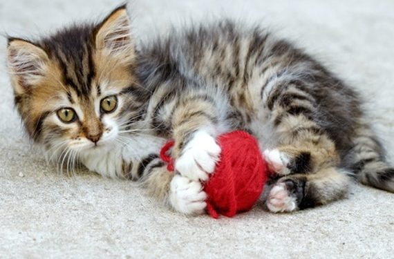 Mon chaton est-il trop hyper?