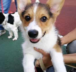 Nettoyage des oreilles et des yeux: un guide pratique pour les chiots (et les chiens)