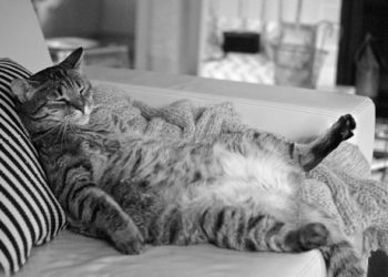 Pourquoi la plupart des gros chats restent heureux et en bonne santé