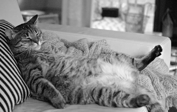 Pourquoi la plupart des gros chats restent heureux et en bonne santé