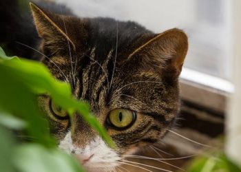 Pourquoi les chats mangent-ils des insectes?  |  Les insectes peuvent-ils rendre les chats malades?