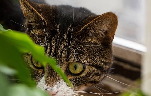Pourquoi les chats mangent-ils des insectes?  |  Les insectes peuvent-ils rendre les chats malades?