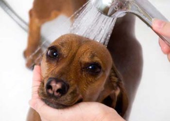 Pouvez-vous utiliser un shampooing humain sur les chiens?