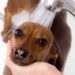 Pouvez-vous utiliser un shampooing humain sur les chiens?