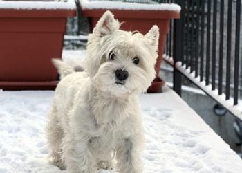 Prendre soin de la peau de votre animal pendant la saison hivernale