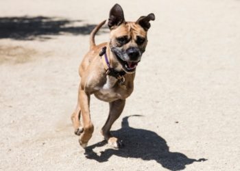 Prendre soin des chiens et des chats à trois pattes, alias «Tripawds»