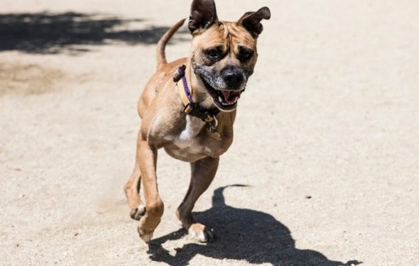 Prendre soin des chiens et des chats à trois pattes, alias «Tripawds»