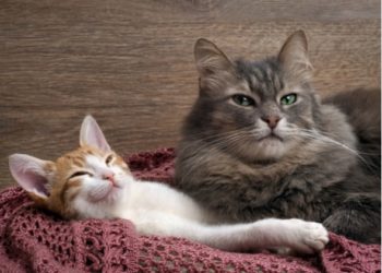 Présentation des chats: ramener à la maison un chaton pour rencontrer votre chat âgé
