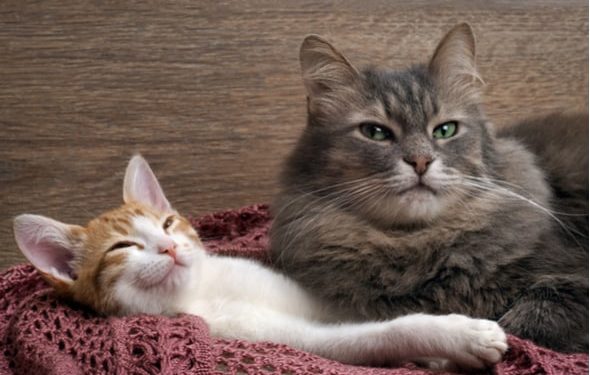 Présentation des chats: ramener à la maison un chaton pour rencontrer votre chat âgé