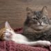 Présentation des chats: ramener à la maison un chaton pour rencontrer votre chat âgé