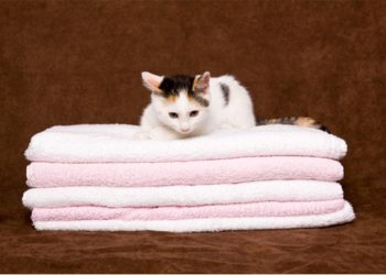 Présentation du nouveau chaton à la maison