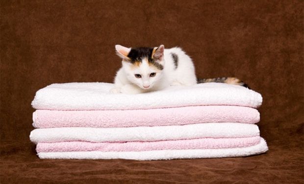 Présentation du nouveau chaton à la maison