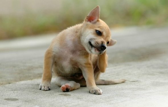 Puces de chien |  Puces de chat