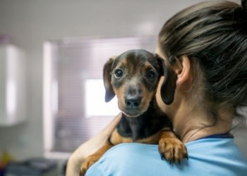 Réactions vaccinales chez les chiens: quels sont les effets secondaires des vaccins pour chiens?