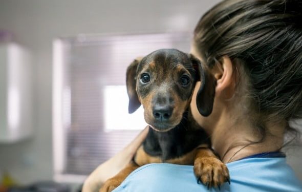 Réactions vaccinales chez les chiens: quels sont les effets secondaires des vaccins pour chiens?