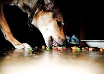 Régimes à base de céréales et à base de viande contrastés pour chiens
