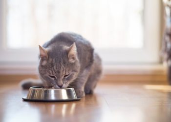 Régimes rénaux pour chats: ce qu’il faut rechercher