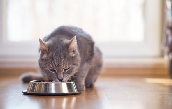 Régimes rénaux pour chats: ce qu’il faut rechercher