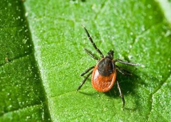 Tiques de chien |  Tiques de chat