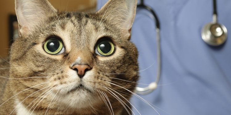 Traitement de la rage chez les chats »wiki utile  Animauxinfo