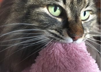 Votre chat tète-t-il à l’âge adulte?