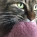 Votre chat tète-t-il à l’âge adulte?