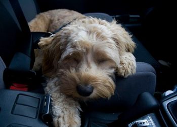 Voyage en voiture pour le nouveau chiot