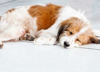 La coprophagie et son lien avec la carence en enzymes digestives chez le chien