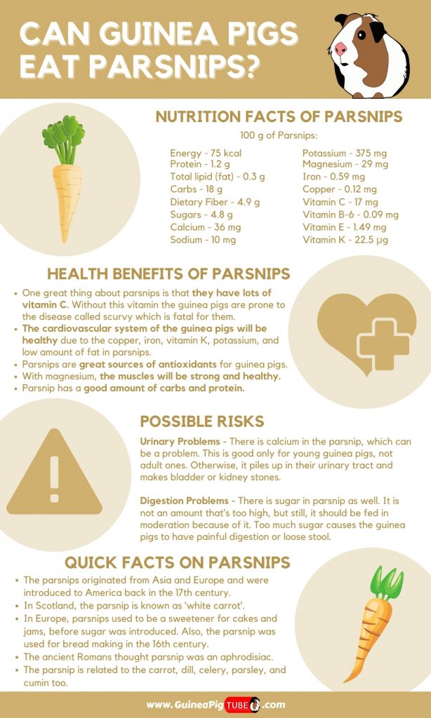 Les cobayes peuvent-ils manger des panais1