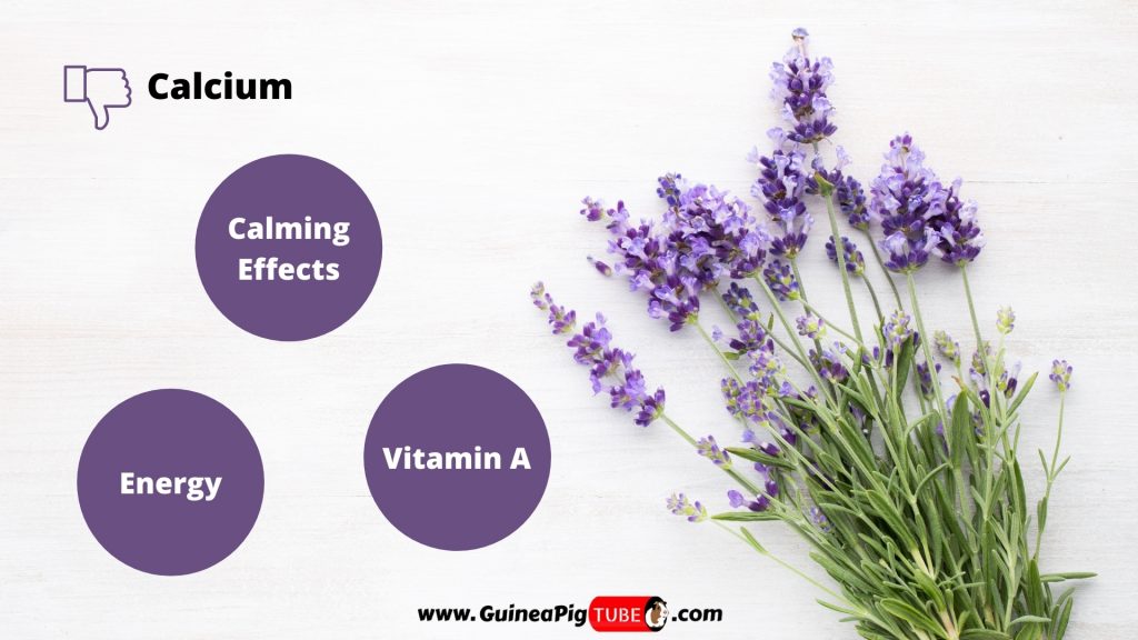 Valeur nutritive de la lavande pour les cochons d'Inde