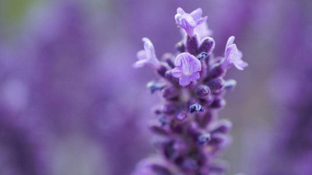 Portion et fréquence de la lavande pour les cochons d'Inde