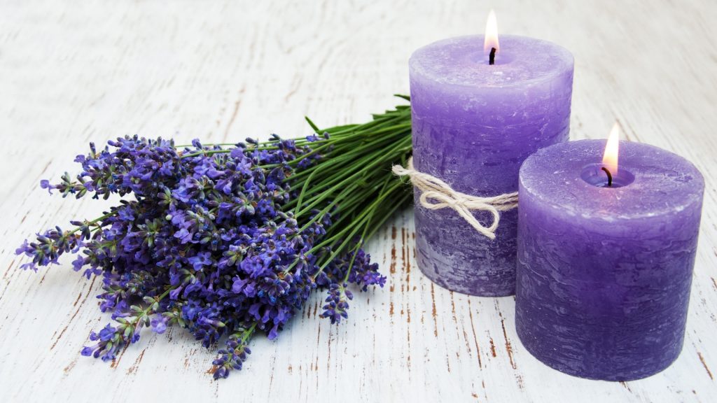 Le parfum de la lavande est-il sans danger pour le cochon d'Inde