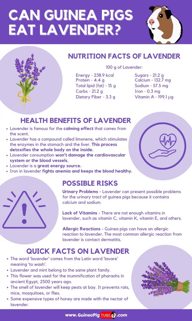 Les cochons d'Inde peuvent-ils manger de la lavande1